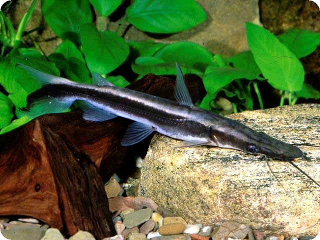 Shovelnose Lima Catfish